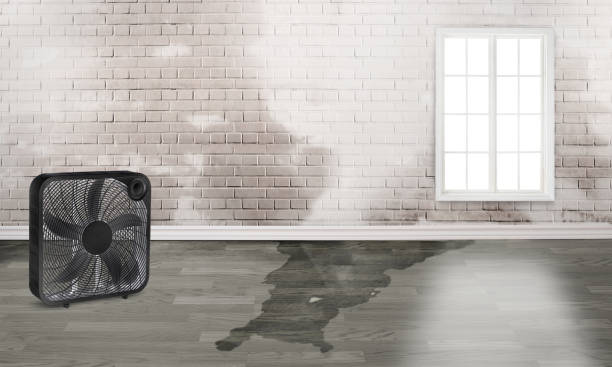 Best Sewage cleanup and water damage restoration  in New Carlisle, IN