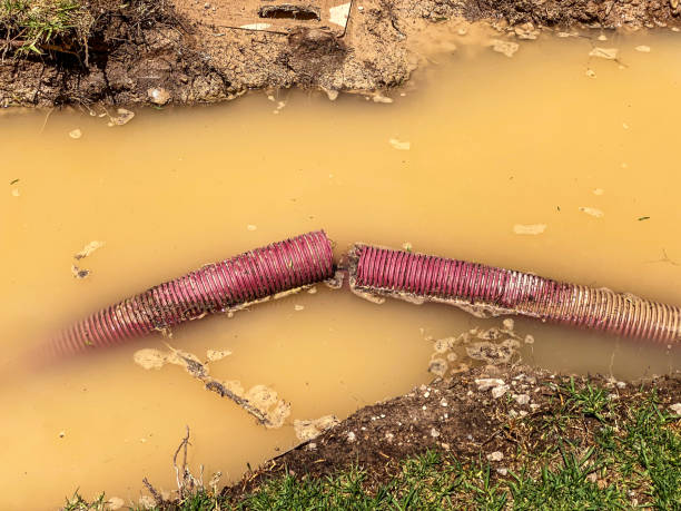 Best Mold removal after water damage  in New Carlisle, IN